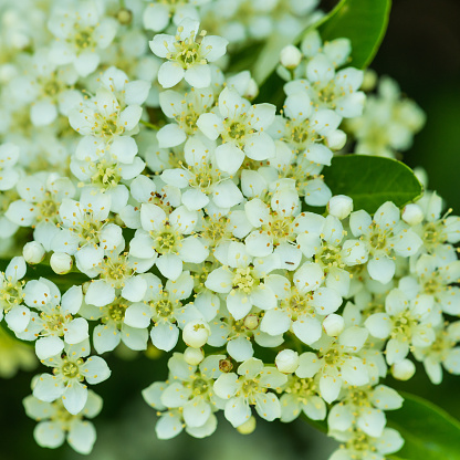 A macro shot of some white pyracantha blossom.
