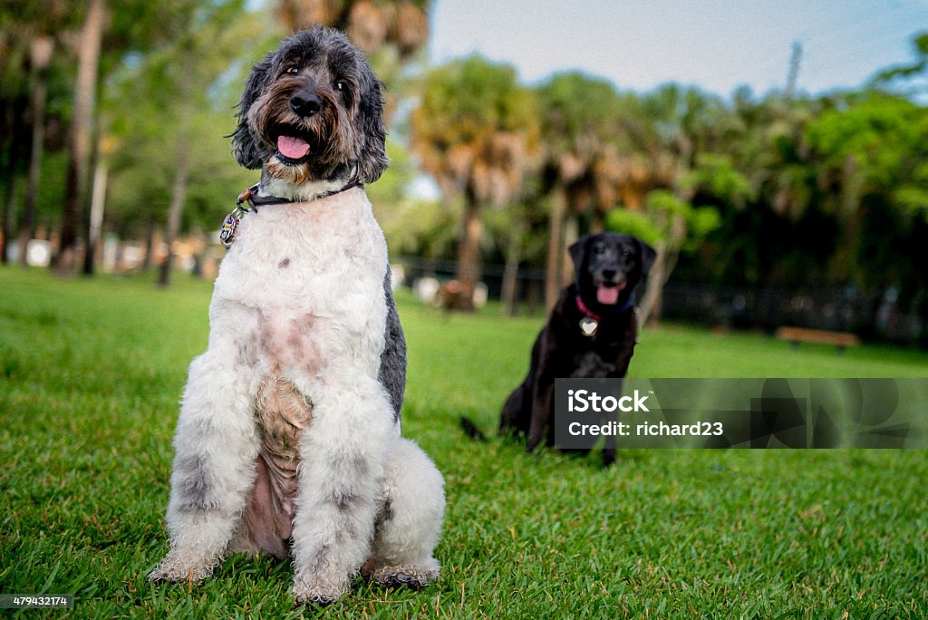 Two dogs 2015 Stock Photo