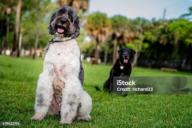 Two Dogs Stock Photo - Download Image Now - 2015, Animal, Animal Body Part