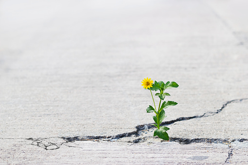 yellow flower growing on crack street, soft focus, blank text