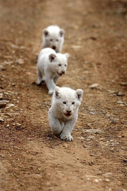 tres blanco león cubs en movimiento - leopard kruger national park south africa africa fotografías e imágenes de stock