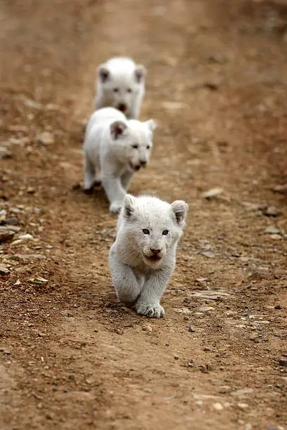 Photo of Three white lion cubs on the move