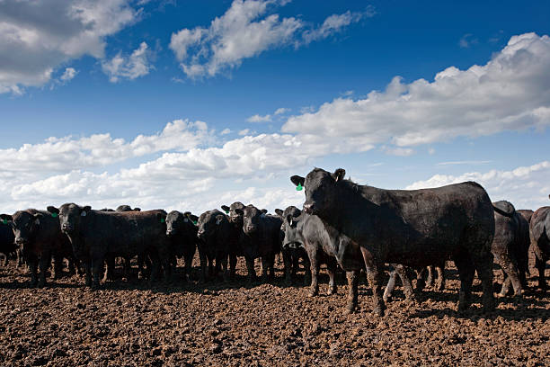 istock Beef Feedlot, North Platt, Nebraska, USA 479435422