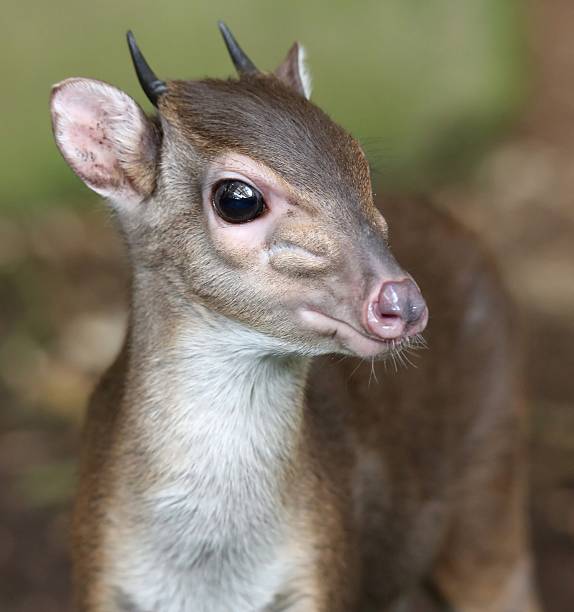 Blue Duiker Antelope stock photo