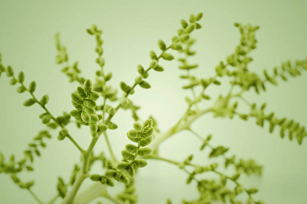istock Vibrant style, Baby palm seed bunch on green background, selecti 479435652