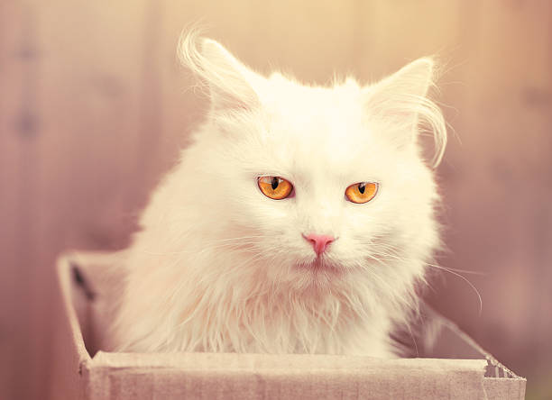 istock Anxious look of a cat 479435746