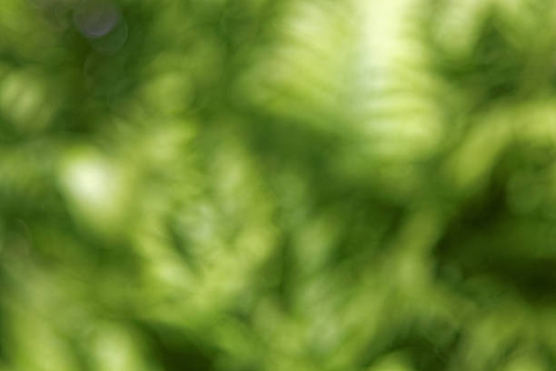 istock Sunny abstract green nature background, selective focus 479435830