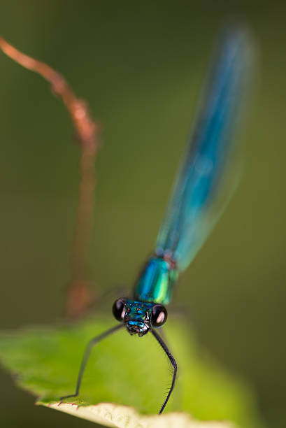 istock the dragonfly sits on a grass on a meadow 479435918