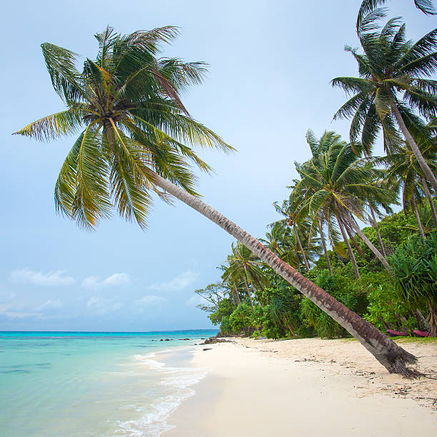 istock Palm tree on the beautiful tropical white sand beach 479435928