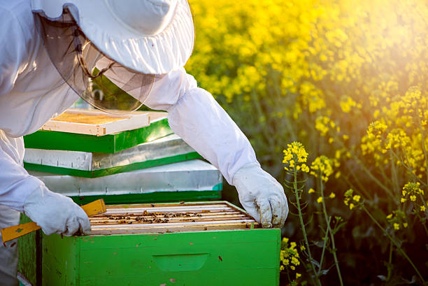 Checking the hives The apiarist with full equipment checking the hives on the blossoming rapeseed field. Selecive focus, lens flare, copy space apiculture photos stock pictures, royalty-free photos & images