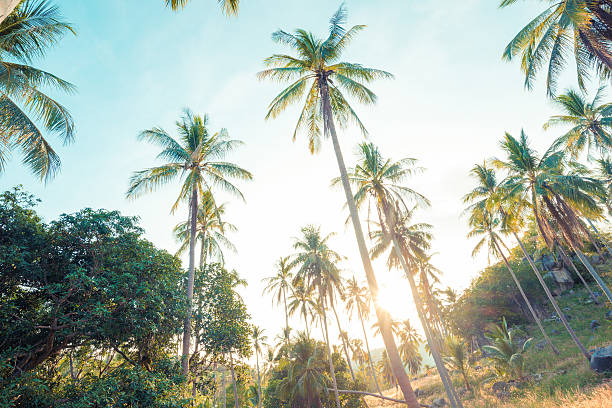 istock Beautiful tropical background with coconut palms. 479436148