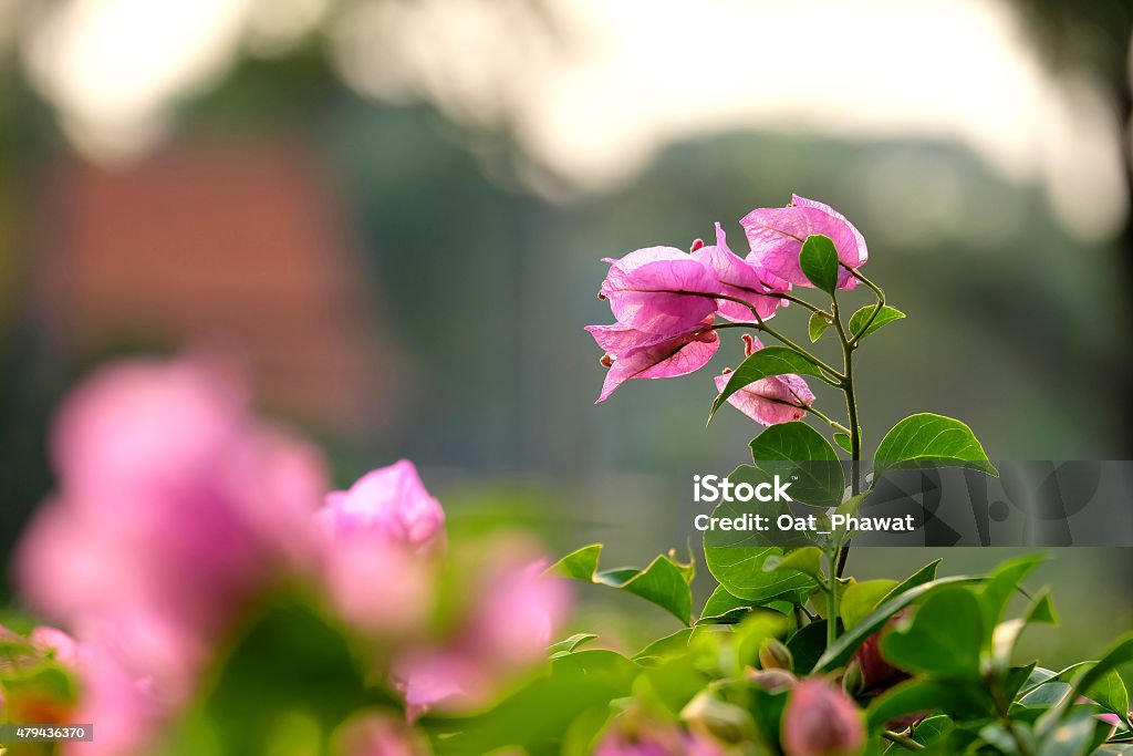 Bougainvillea flowers Pink bougainvillea flowers in the garden in the evening. 2015 Stock Photo