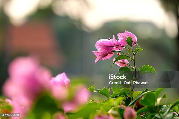 Bougainvillea Flowers Stock Photo - Download Image Now - 2015, Backgrounds, Beauty In Nature