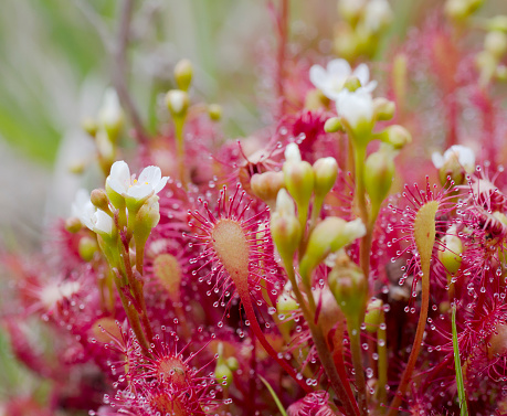 Long-leaved Sundew is a low Perennial. Plant usually gregarious, often forming floating mats. Leaves erect, oblong, narrowed into a long hairless Stalk. Flowers white, 5mm; spikes scarcely exceeding the leaves, borne to one side of the Rosette.