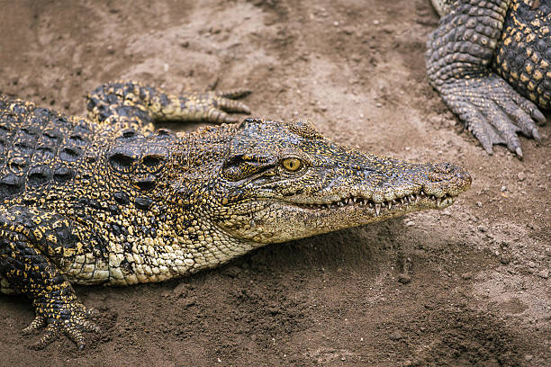 istock Crocodile close-up in the zoo, Indonesia 479436940