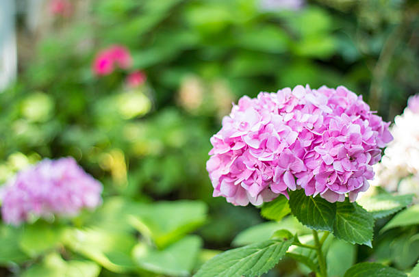 istock flagstone for paving in a garden 479436984