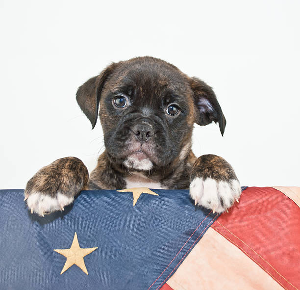 istock Patriotic Puppy 479437508