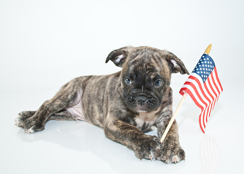 Super cute Bulldog puppy laying on a white background with an American flag with a sweet look on his face.