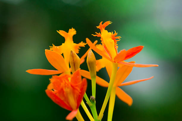 Wild orchid in rainforest Miniature orange wild encyclia in rainforest. encyclia orchid stock pictures, royalty-free photos & images