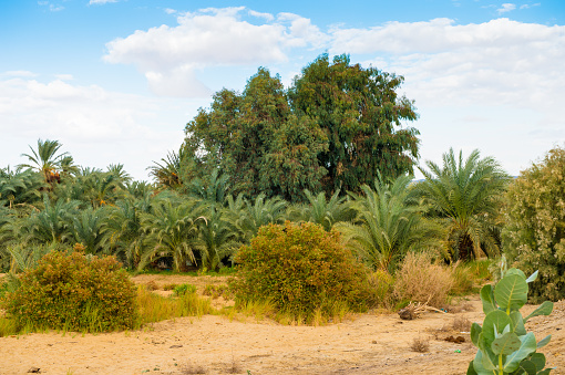 Trees in the Bahariya Oasis in EGypt