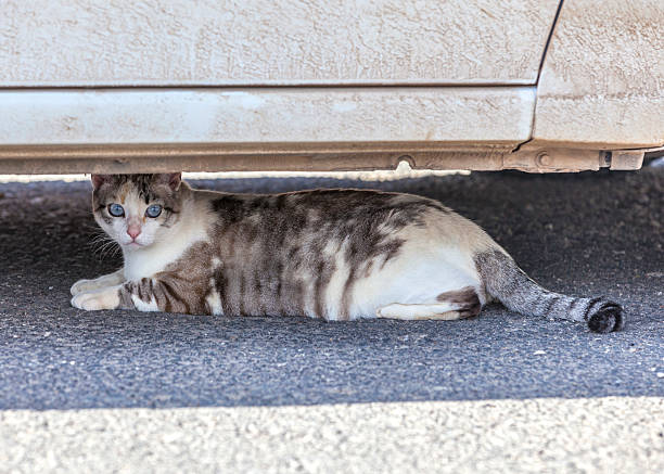 istock cat resting under a car in the heat 479440863