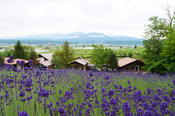 istock Beautiful lavender field at Furano,Sapporo 479441252