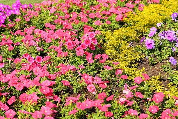 istock Flower gardens in Thailand 479441295