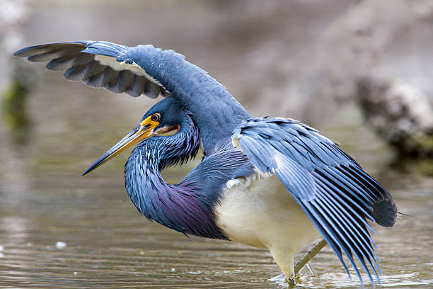 istock Tricolored Heron Canopy Feeding Right 479441503