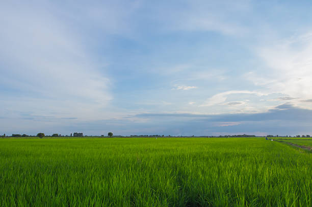 Green younger rice field on blue sky.