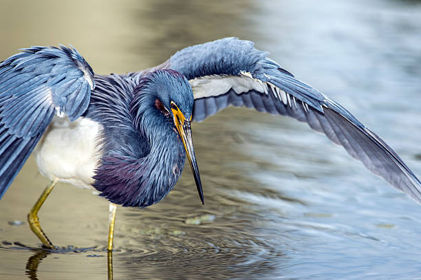 istock Tricolored Heron Canopy Feeding 479442091