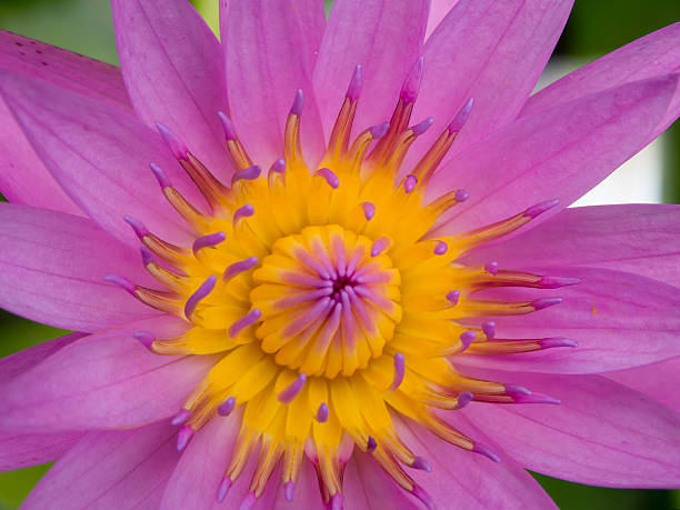 close-up de rosa e amarelo flor de lótus. - lotus pink petal closed - fotografias e filmes do acervo