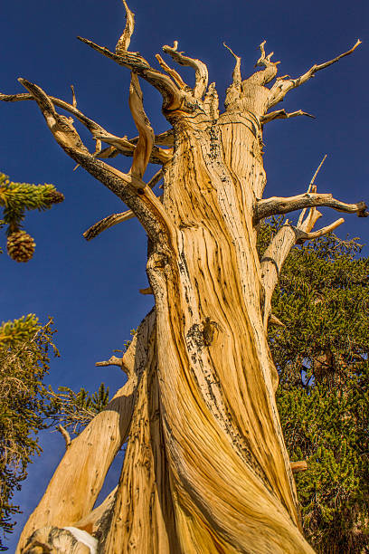 antiga pinheiro bristlecone árvore - twisted tree california usa imagens e fotografias de stock