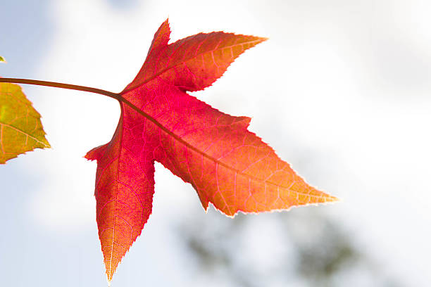 istock Beautiful autumn background with maple leaves 479443219
