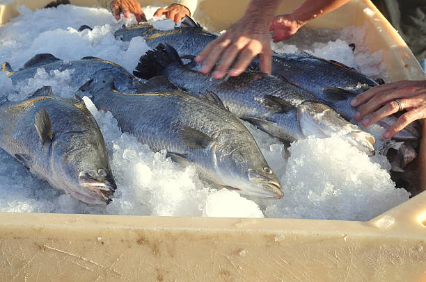 員が準備 barramundi 魚をタンクトップ - giant perch ストックフォトと画像