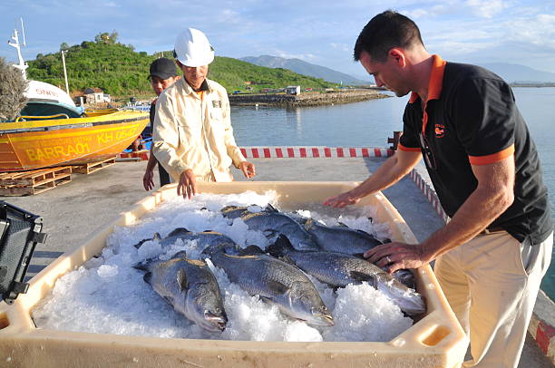 Worker is preparing barramundi fish in tank Nha Trang, Vietnam - June 23, 2013: A worker is preparing barramundi fish in a tank for exporting iron county wisconsin stock pictures, royalty-free photos & images