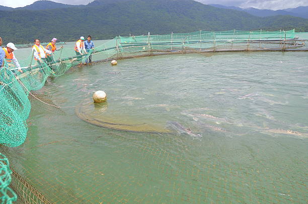 осётр рыбы, из местных кенийских продуктов cage во вьетнаме - candid underwater animal aquarium стоковые фото и изображения