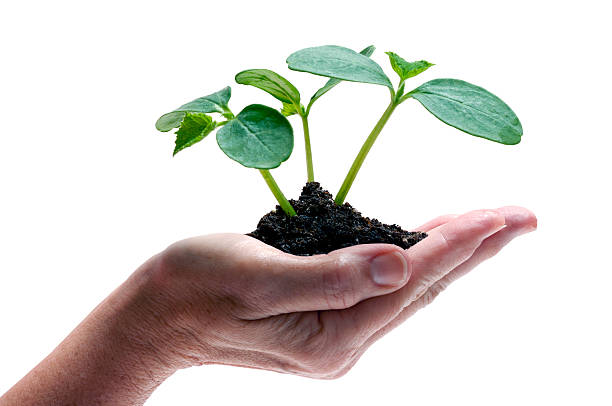 istock Hand holding new plant life isolated 479443880