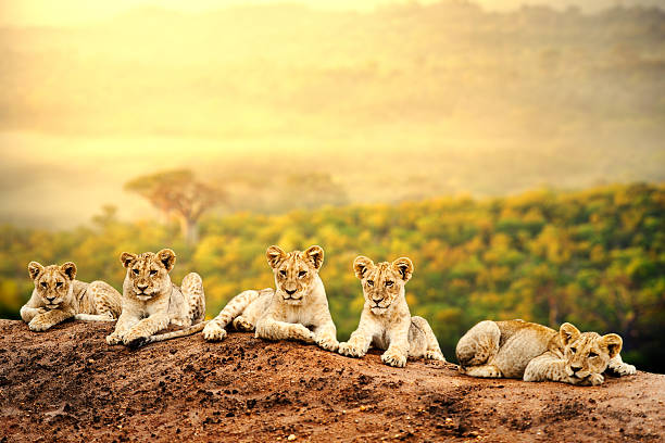 lion cubs espera juntos. - cachorro de león fotografías e imágenes de stock