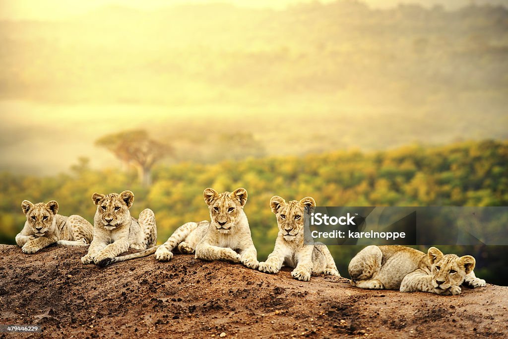 Lion cubs waiting together. Close up of lion cubs laying together waiting upon mother. Lion - Feline Stock Photo
