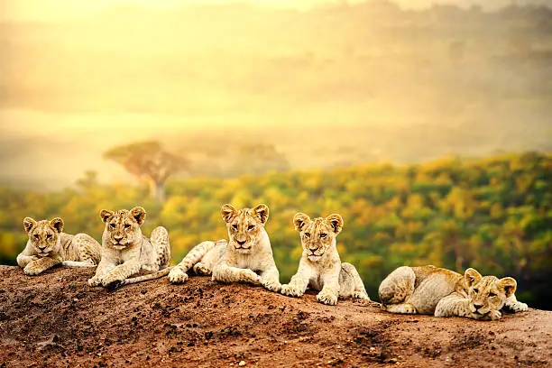 Photo of Lion cubs waiting together.