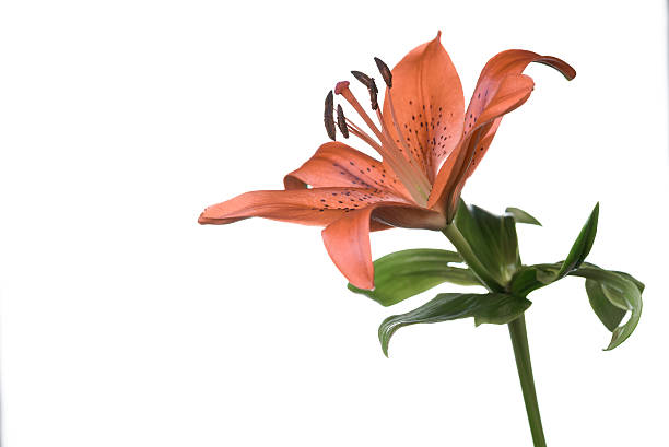 istock Single fresh orange tiger lily on white 479446769