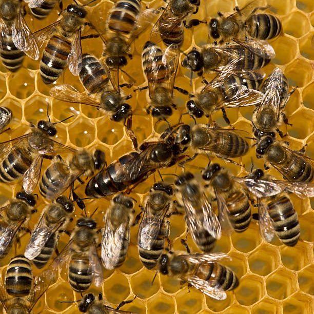 istock Queen bee lays eggs in cell 479447296
