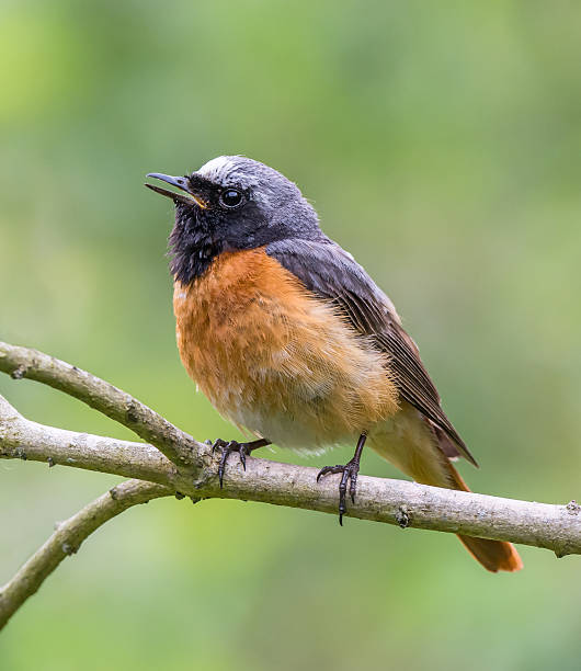 colirrojo real - phoenicurus fotografías e imágenes de stock