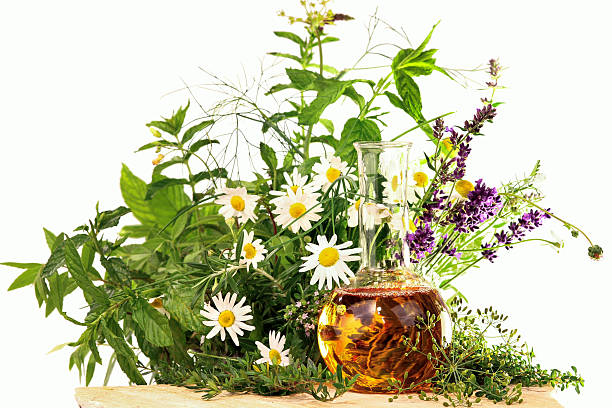 Cooking and homeopathy with herbs Different medical plants and herbs with a round bottom flask. spicery stock pictures, royalty-free photos & images