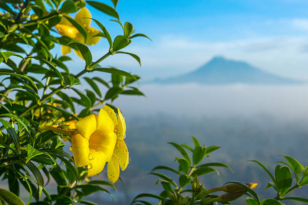 Beautiful yellow flower close up with a Merapi volcano on background, Java, Indonesia.