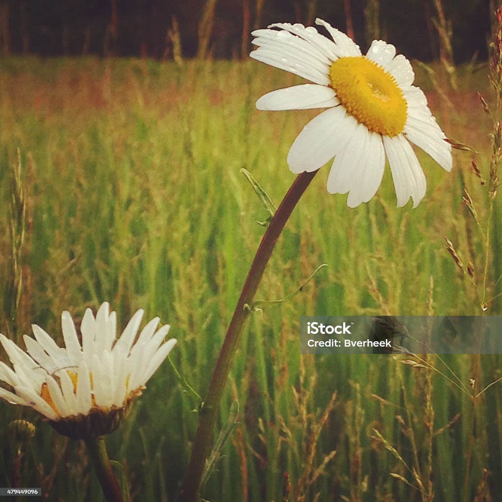 daisies close up of two daisies in field 2015 Stock Photo