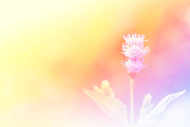 istock beautiful flowers made with color filters 479449244