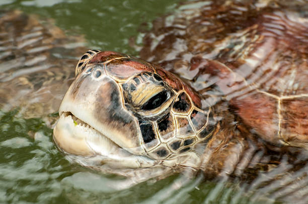 Image of a mud turtle head on water. Amphibians animals.