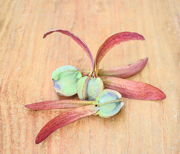 Dipterocarpus alatus, winged seed Stock photo