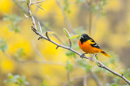 Baltimore Oriole perched on a branch during the spring migration.